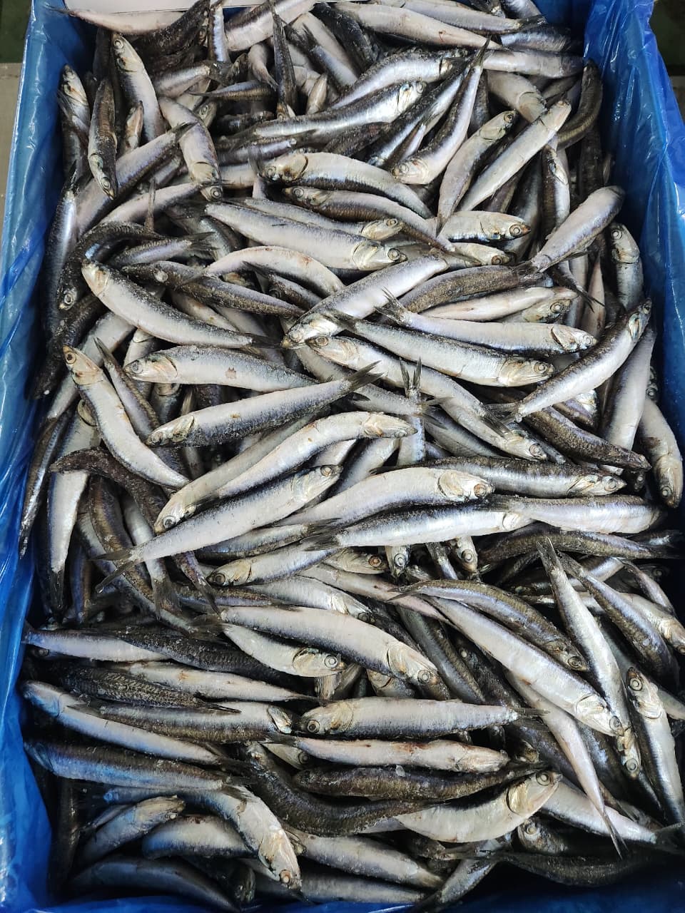 FROZEN ANCHOVY