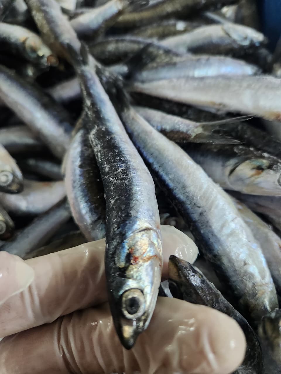FROZEN ANCHOVY 1