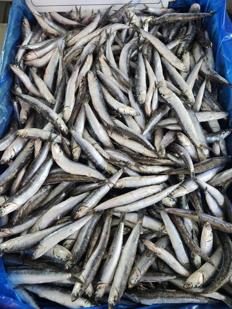 FROZEN ANCHOVY 2