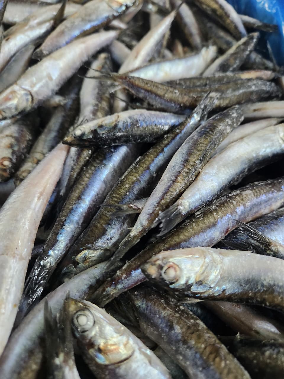 FROZEN ANCHOVY 3