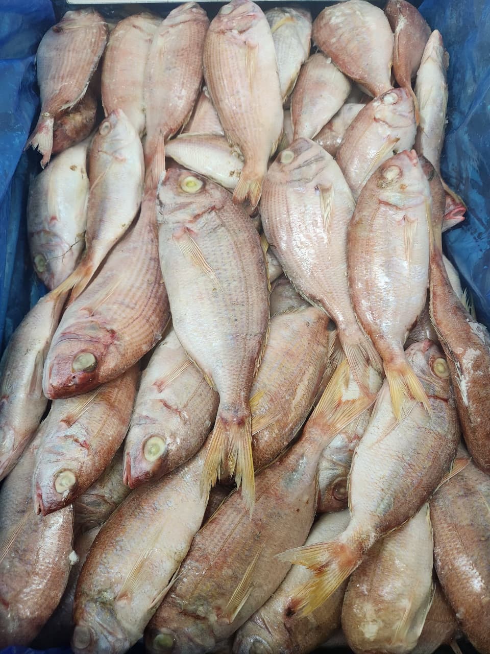 FROZEN COMMON PANDORA 1