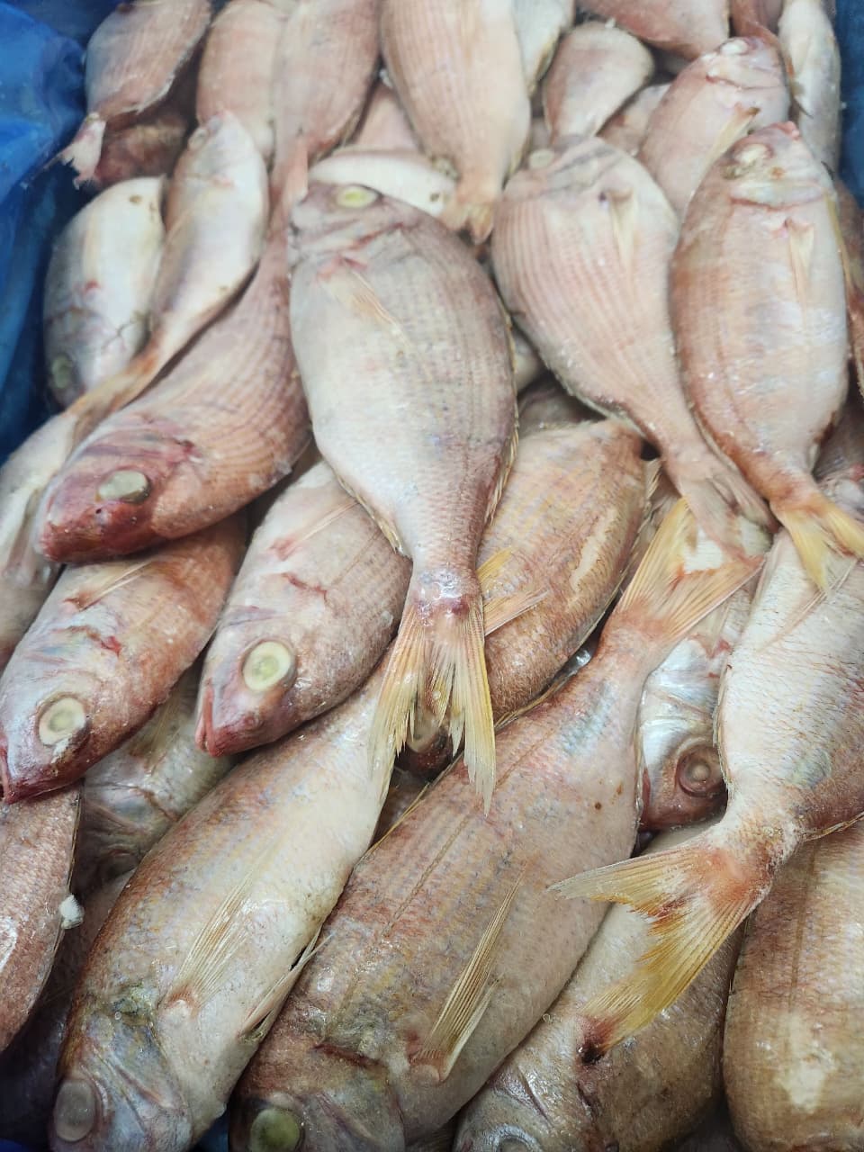 FROZEN COMMON PANDORA 2