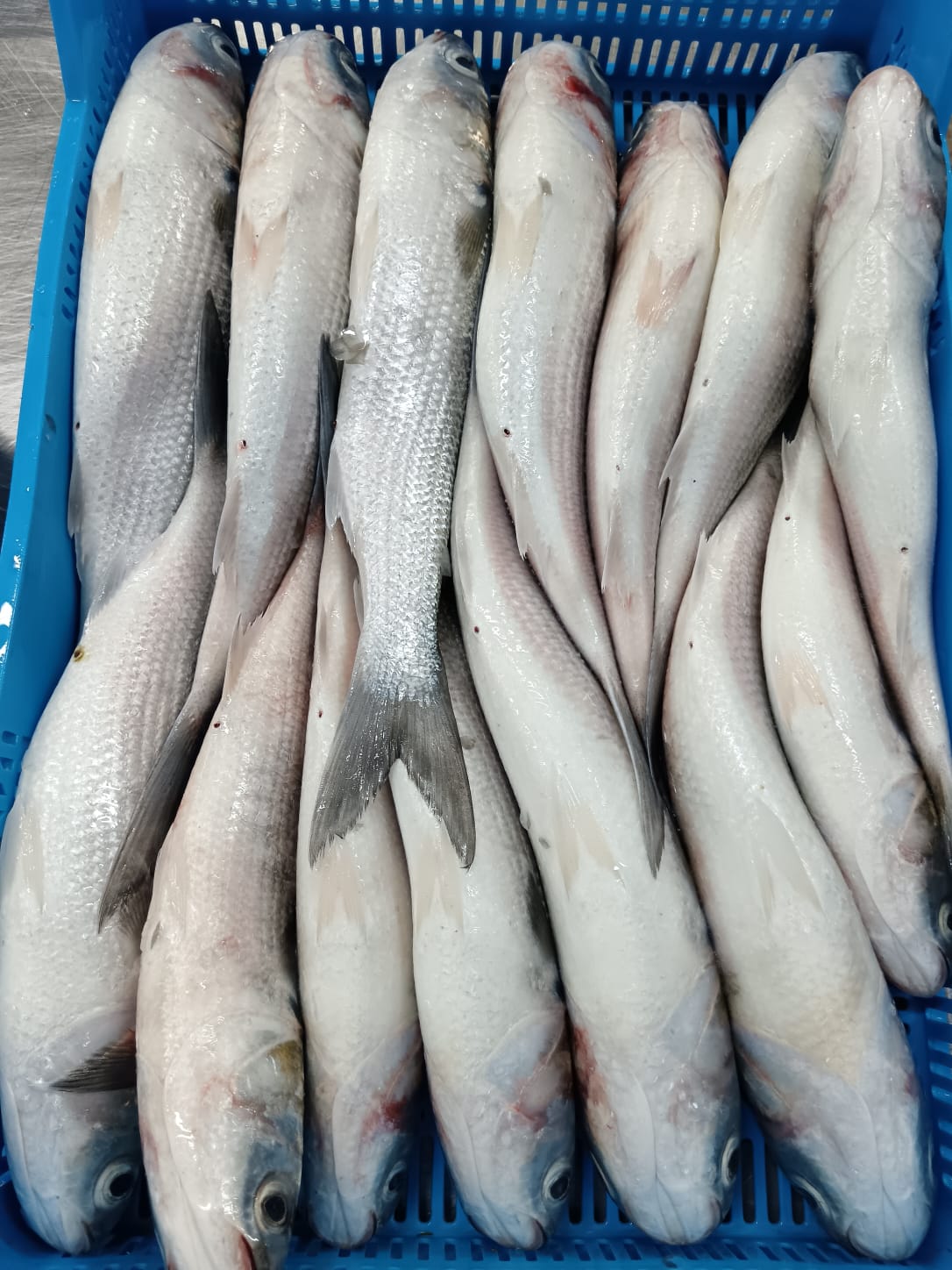 FORZEN GREY MULLET 1