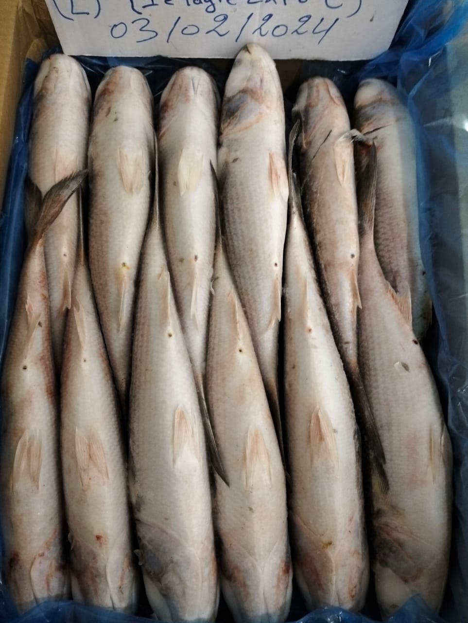 FORZEN GREY MULLET 2