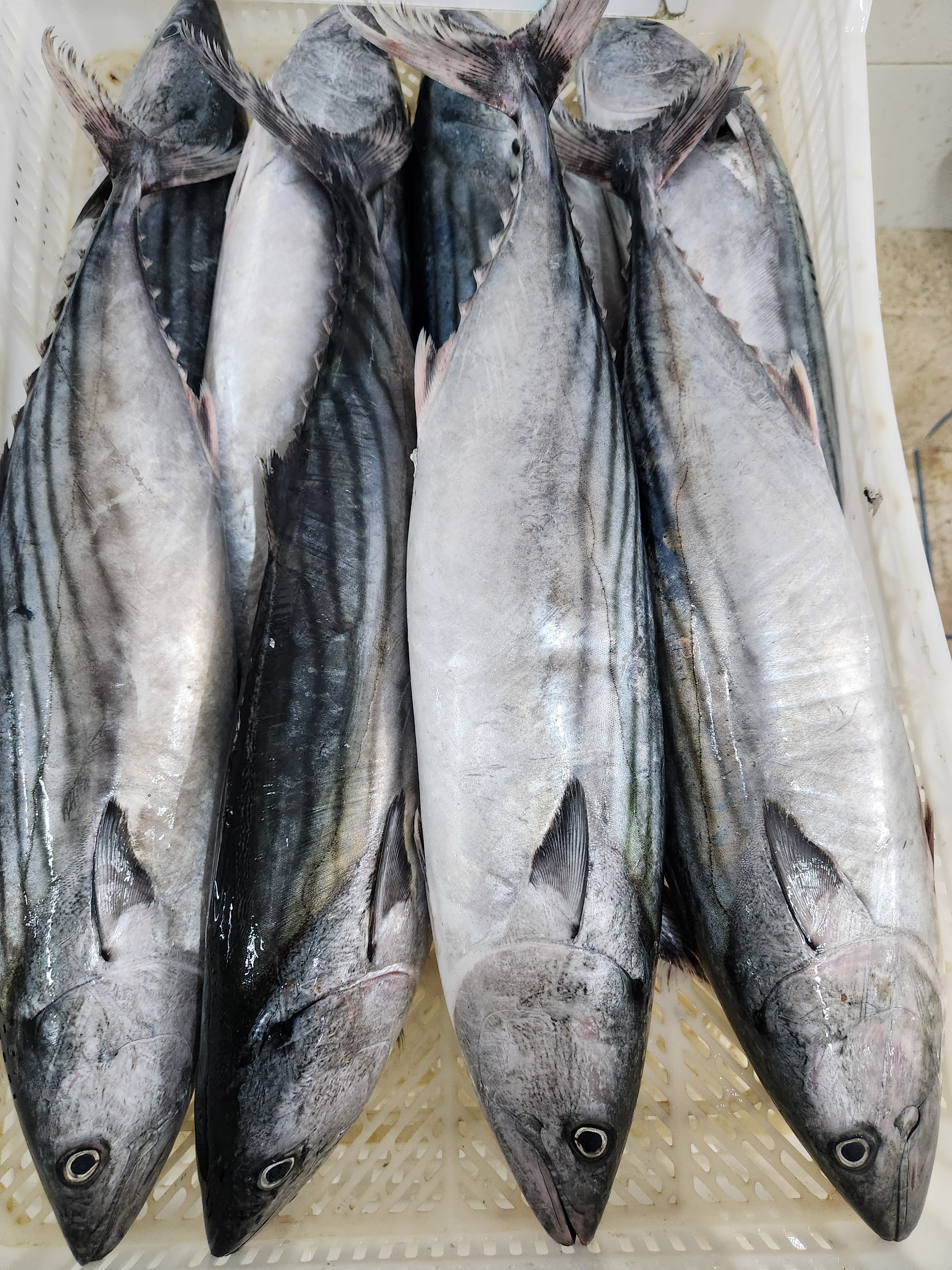 Frozen Bonito