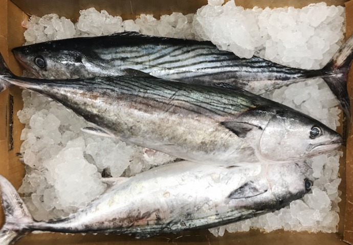 FROZEN BONITO 1
