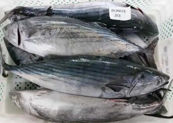 FROZEN BONITO 2