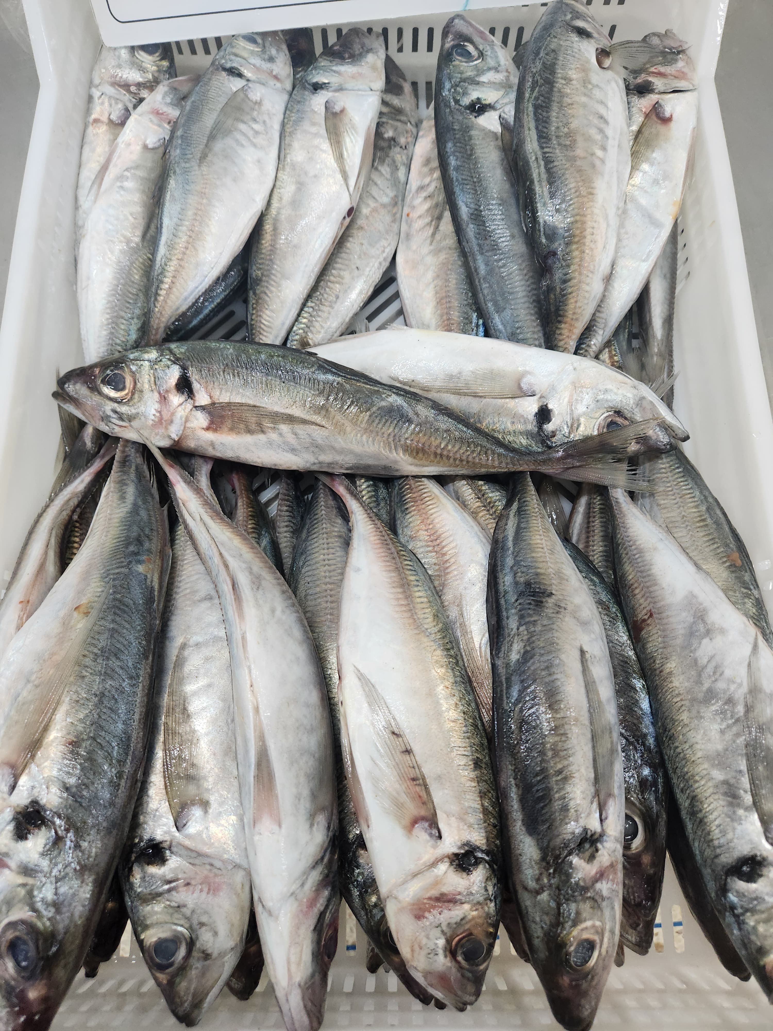 HORSE MACKEREL