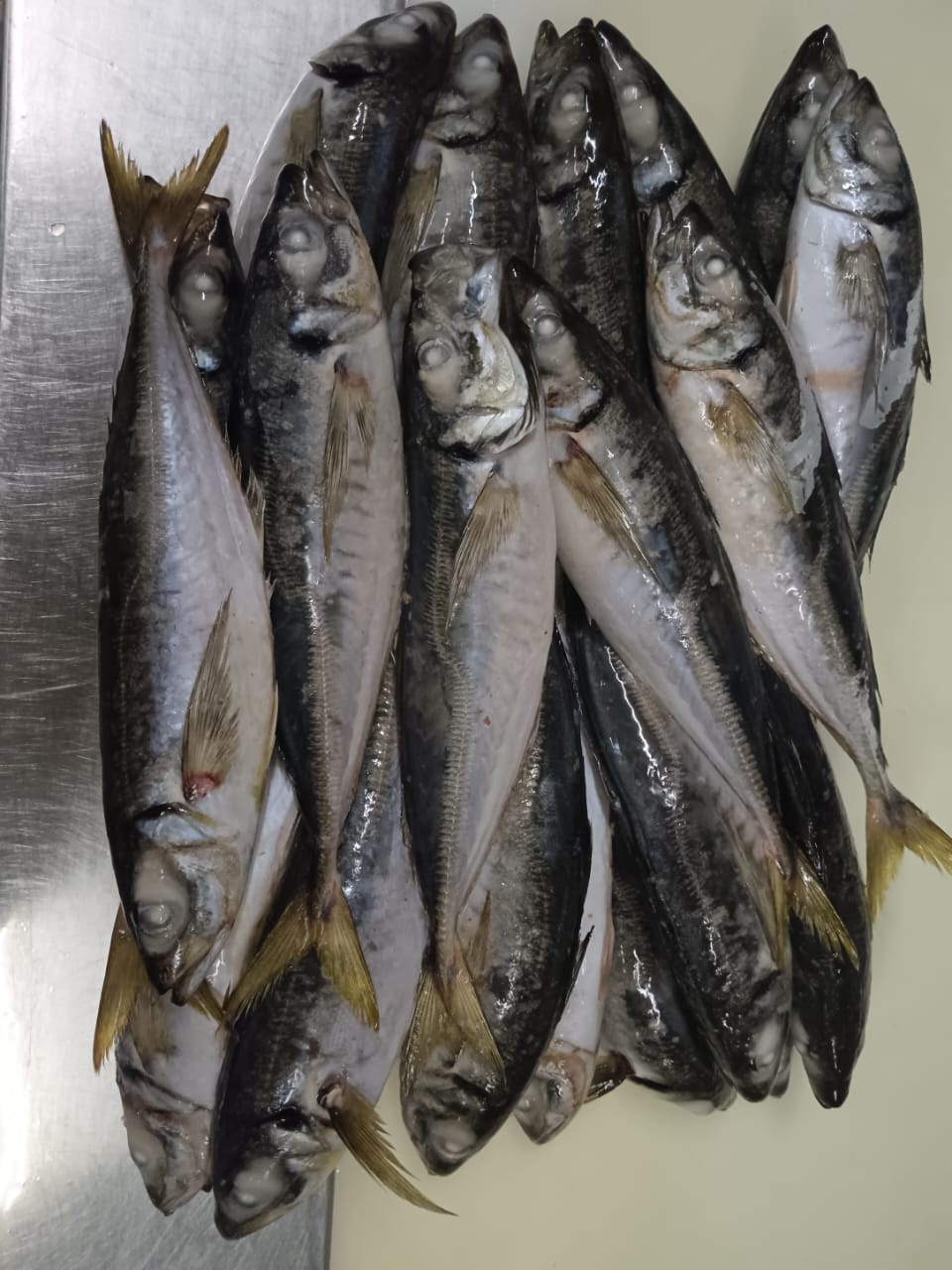 FROZEN HORSE MACKEREL 1