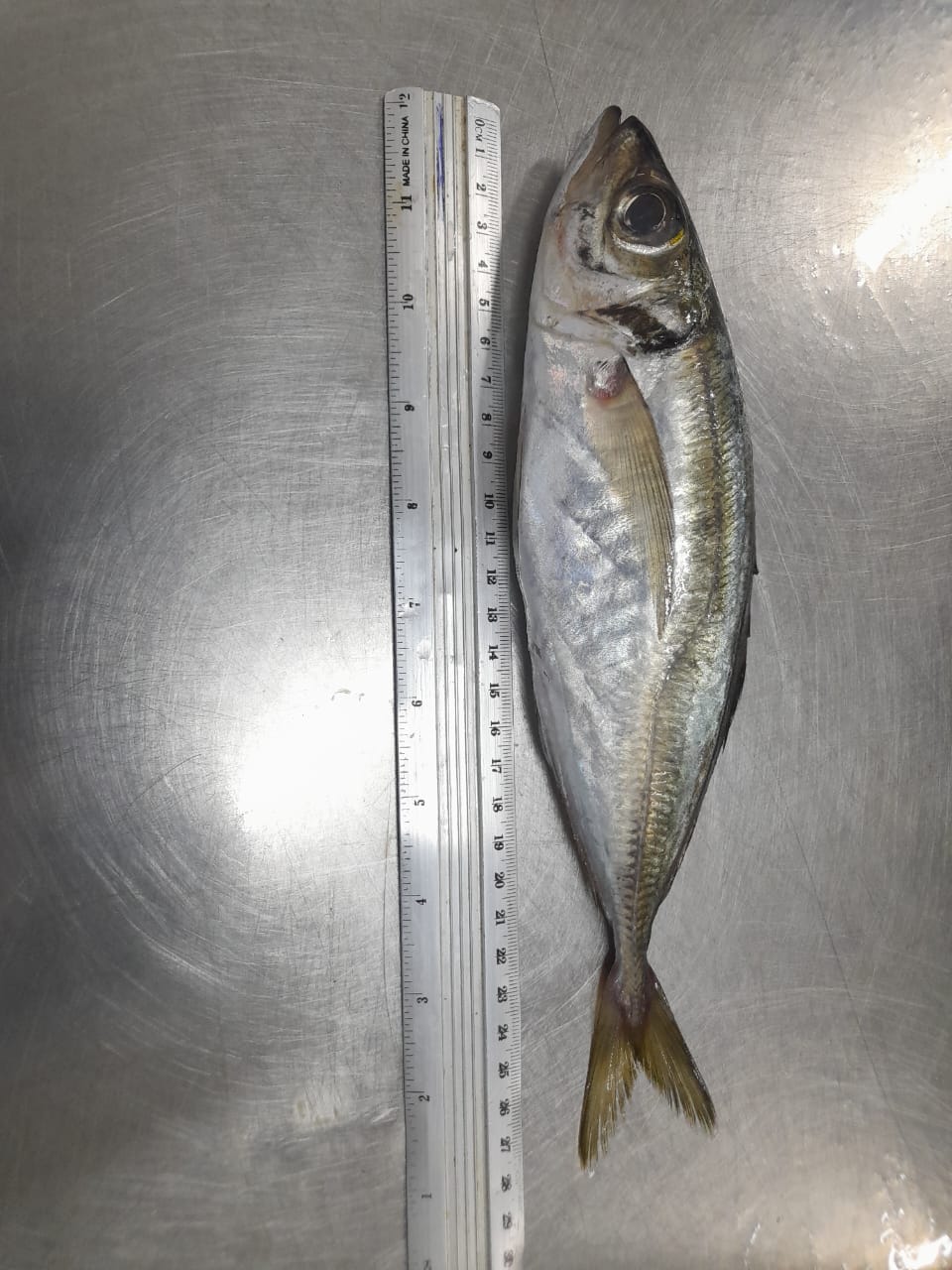 FROZEN HORSE MACKEREL 2