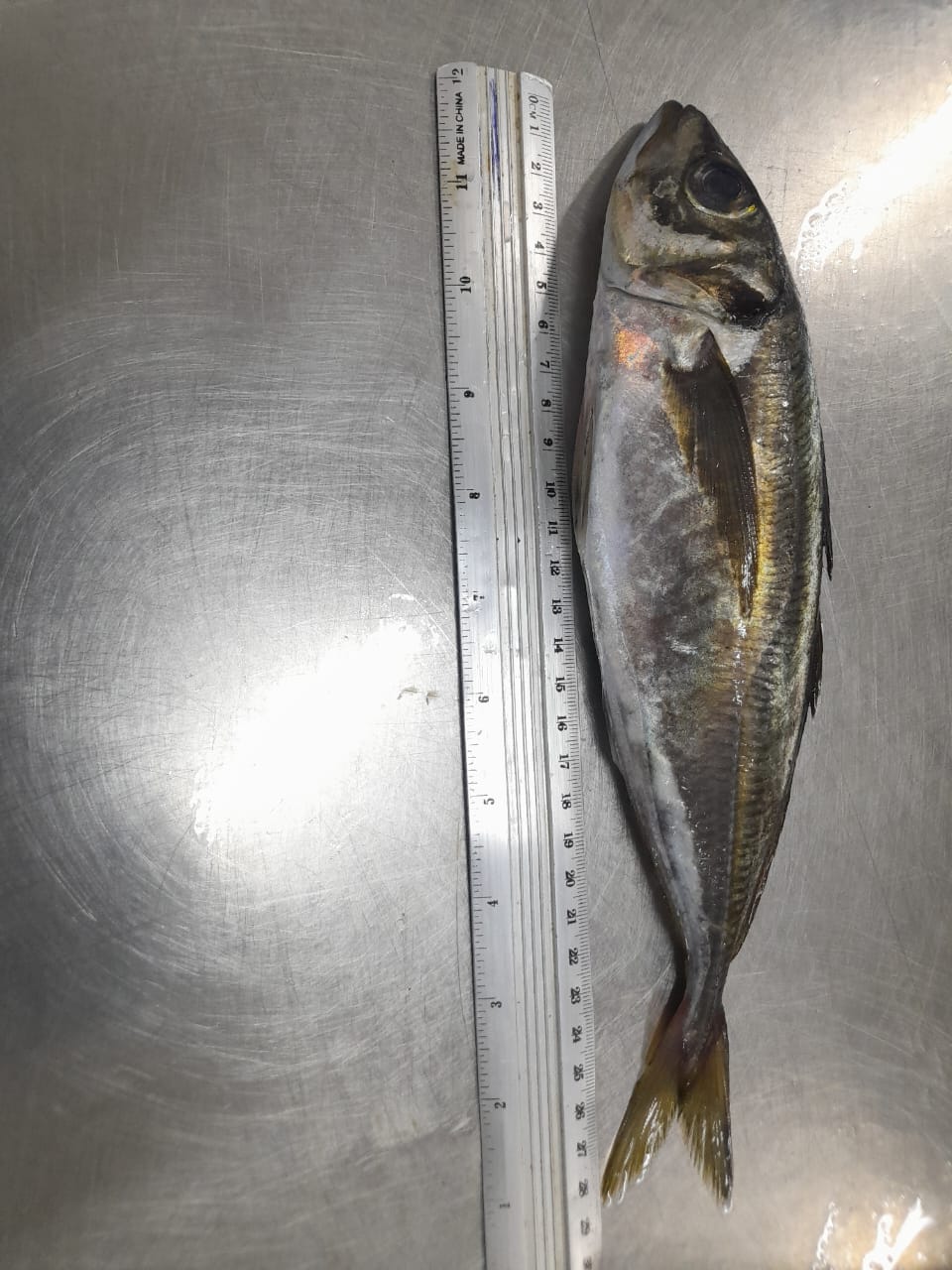 FROZEN HORSE MACKEREL 3