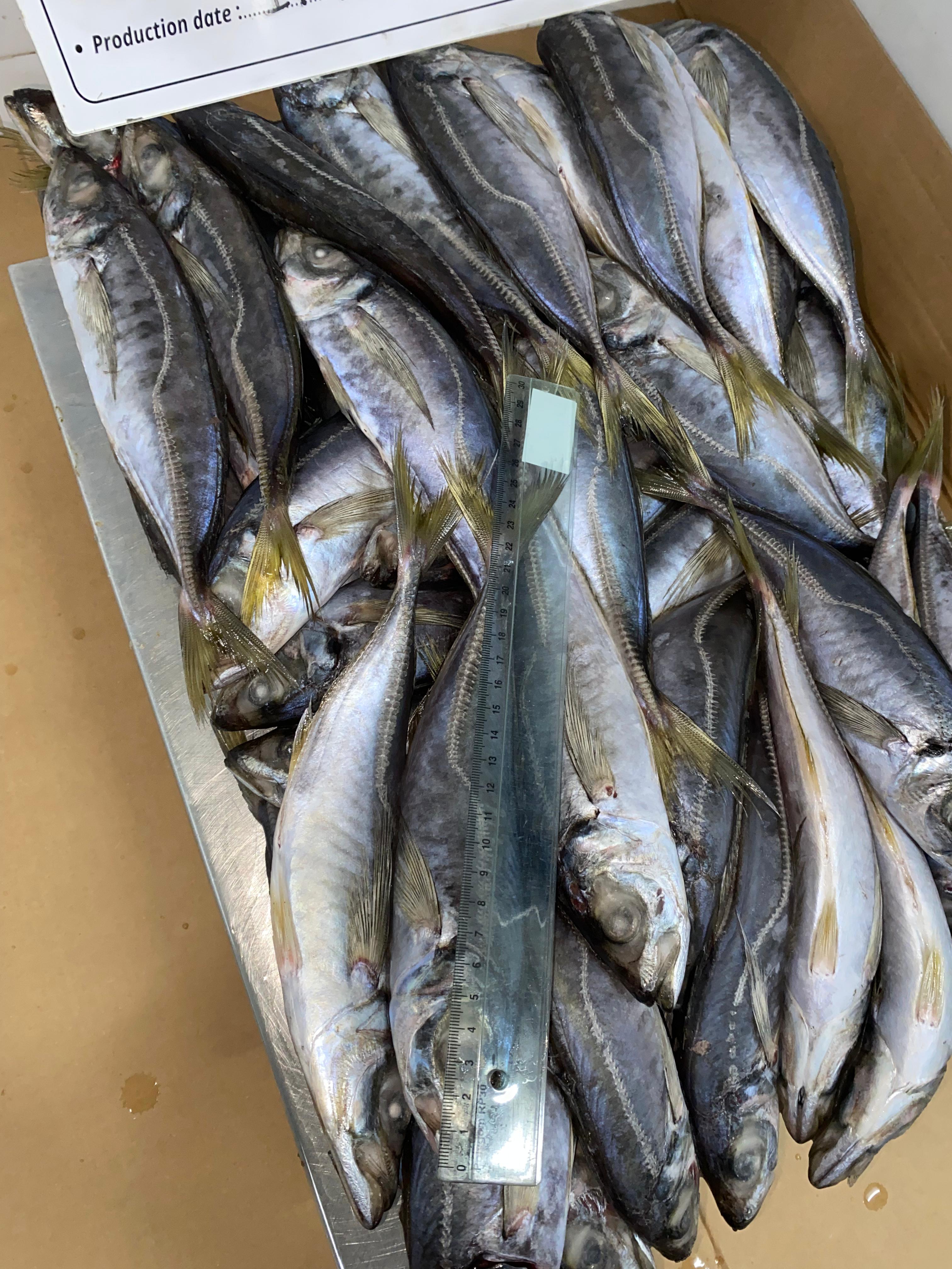 FROZEN HORSE MACKEREL 4