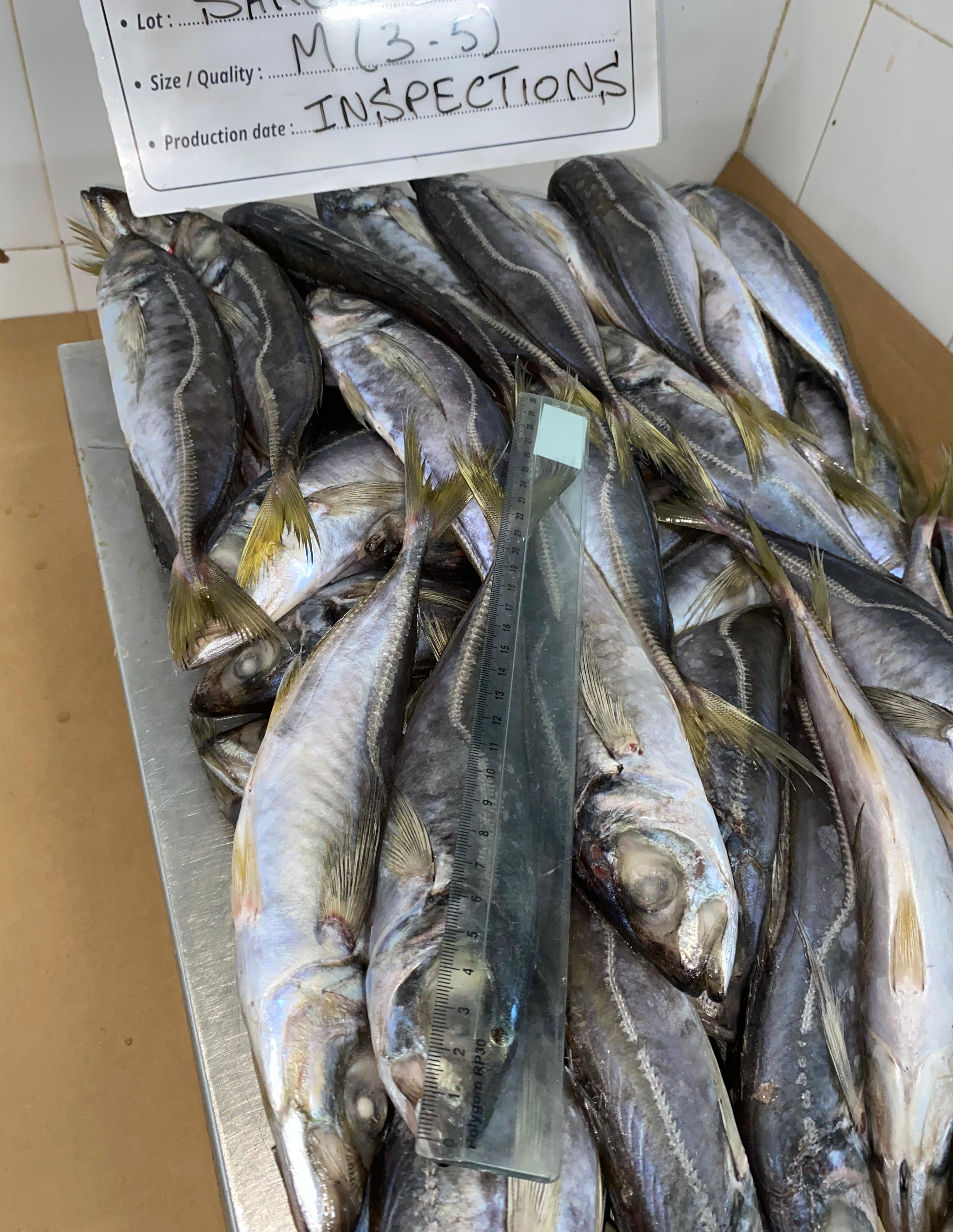 FROZEN HORSE MACKEREL 5