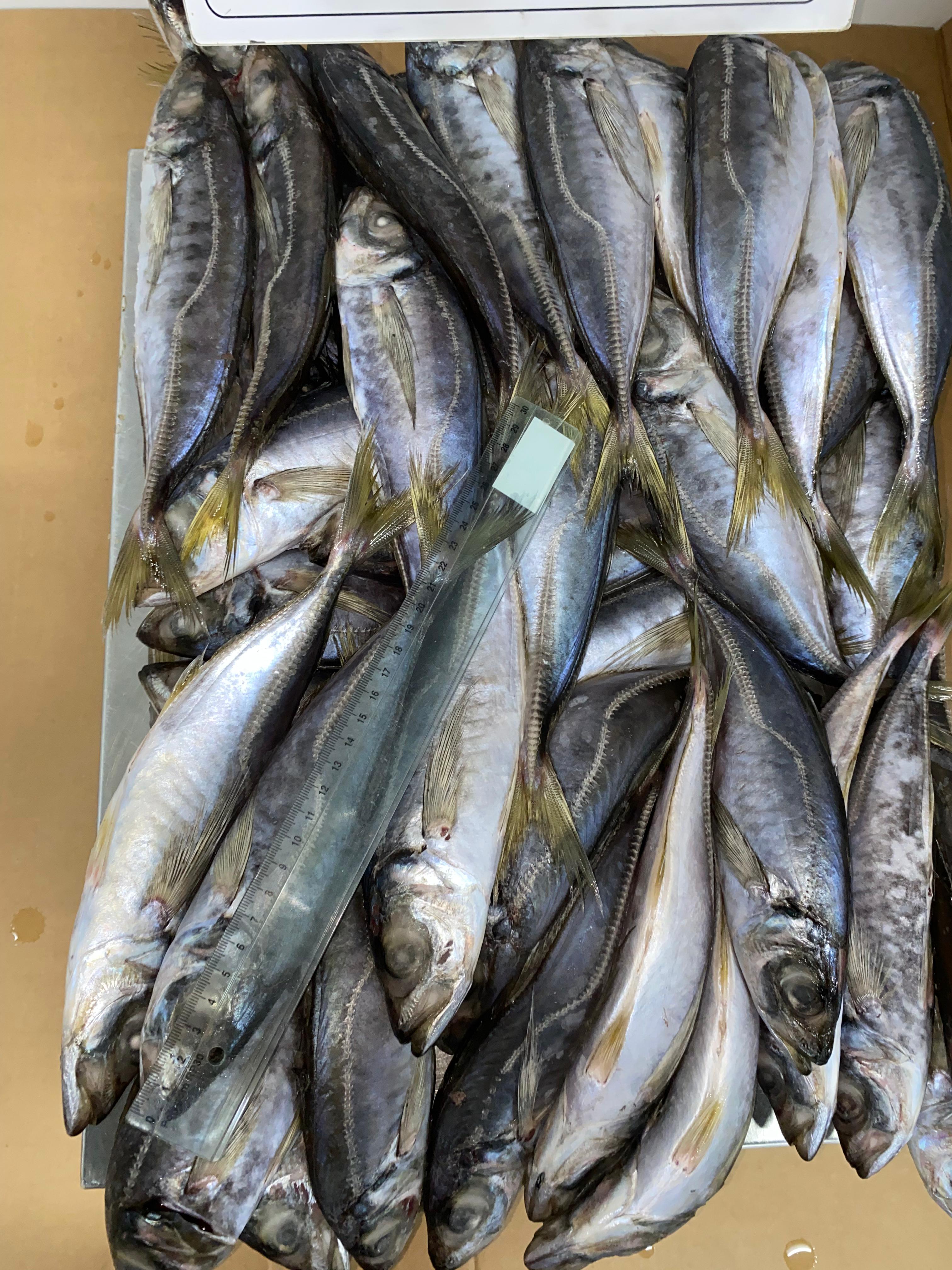 FROZEN HORSE MACKEREL 6