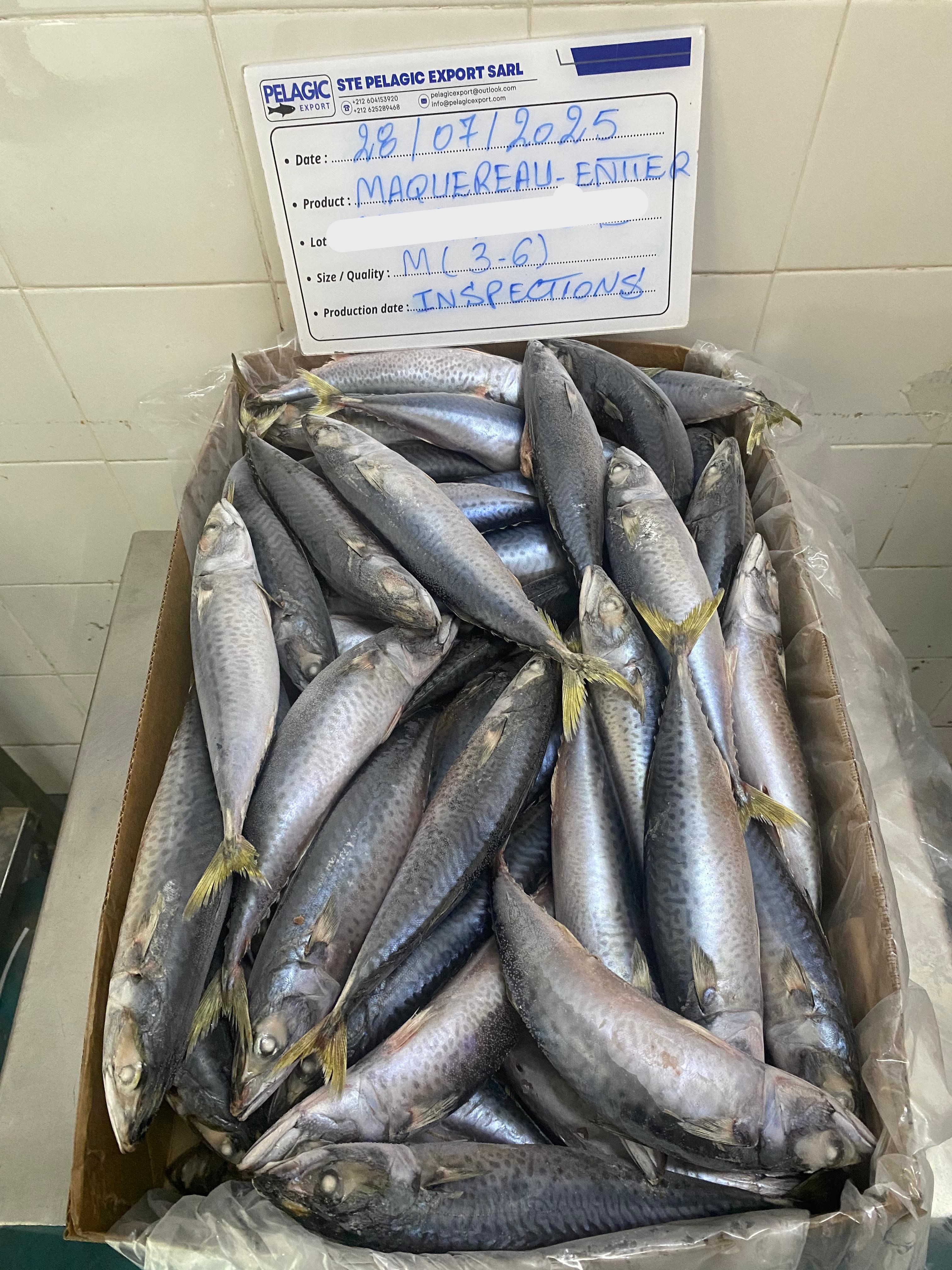 FROZEN MACKEREL 2