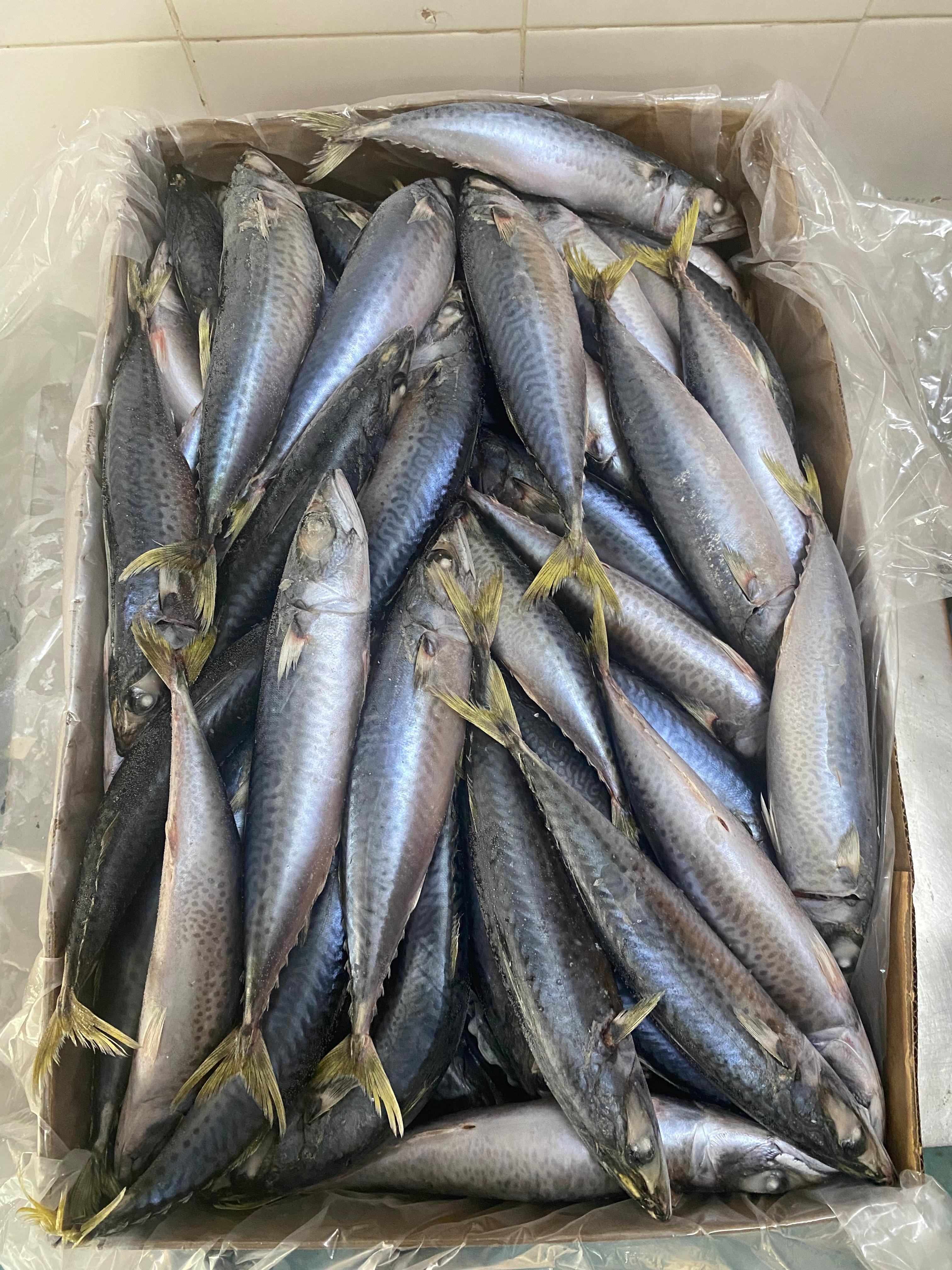 FROZEN MACKEREL 3