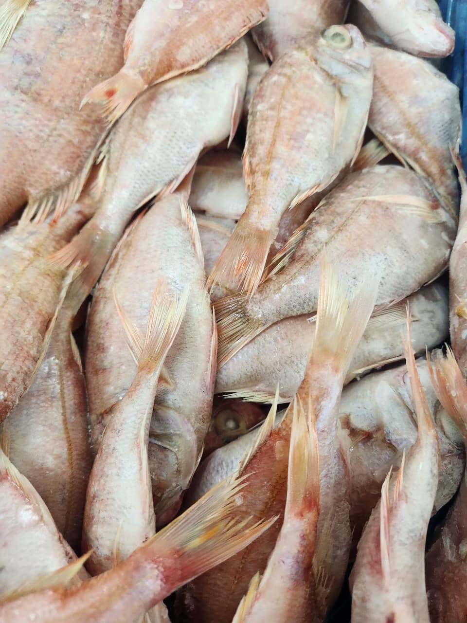 FROZEN PAGEOT COMMUN - BESUGO 1