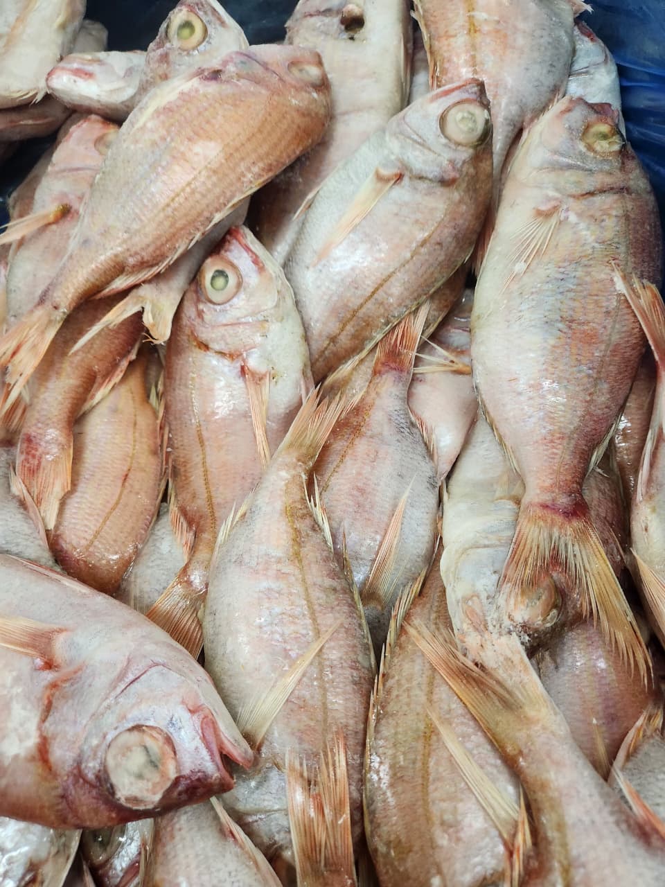 FROZEN PAGEOT COMMUN - BESUGO 2