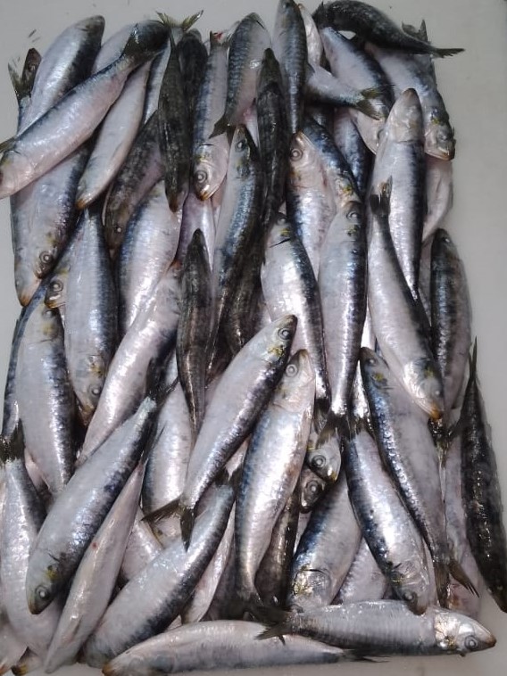 SARDINE 10