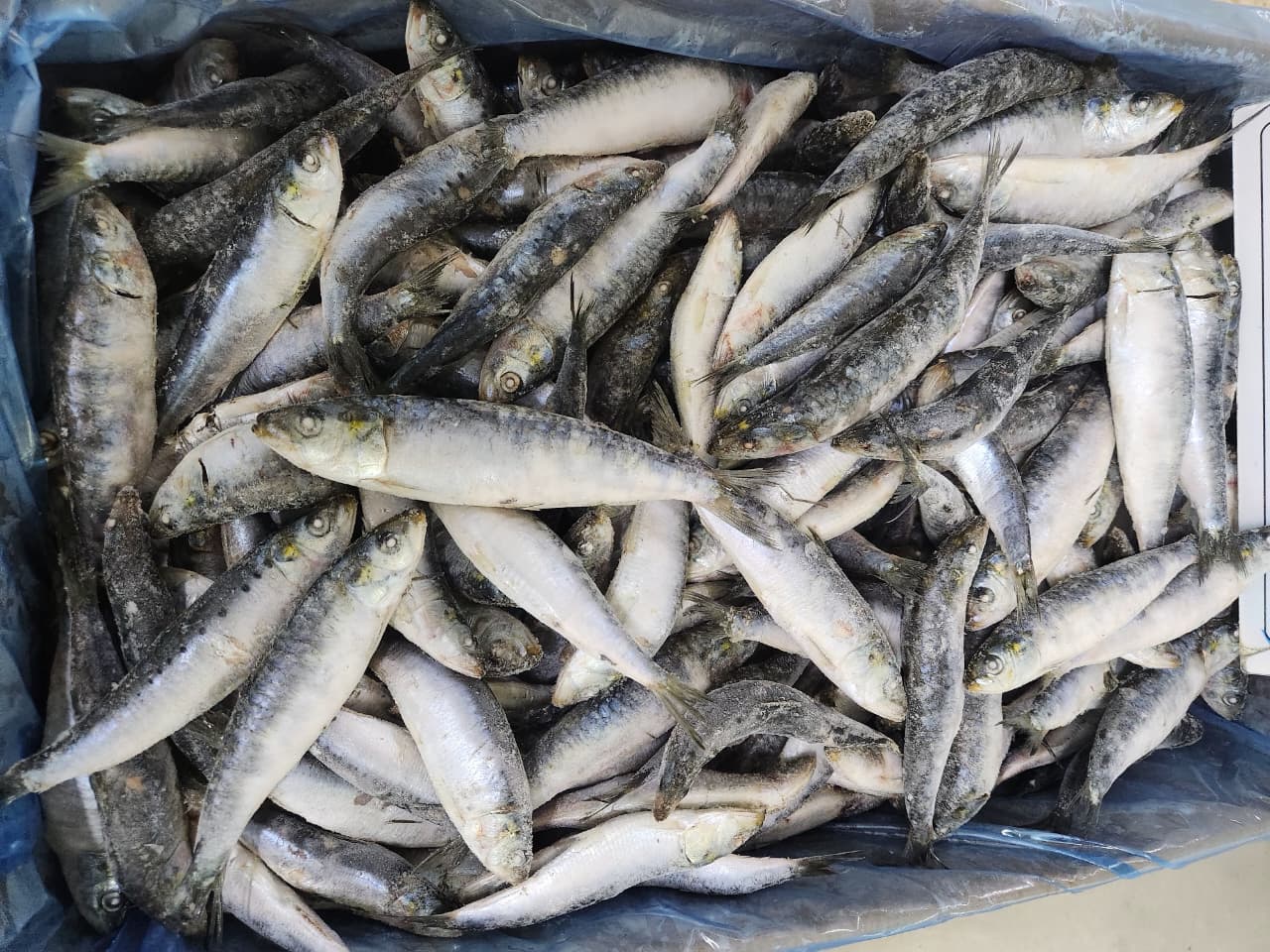 SARDINE 11