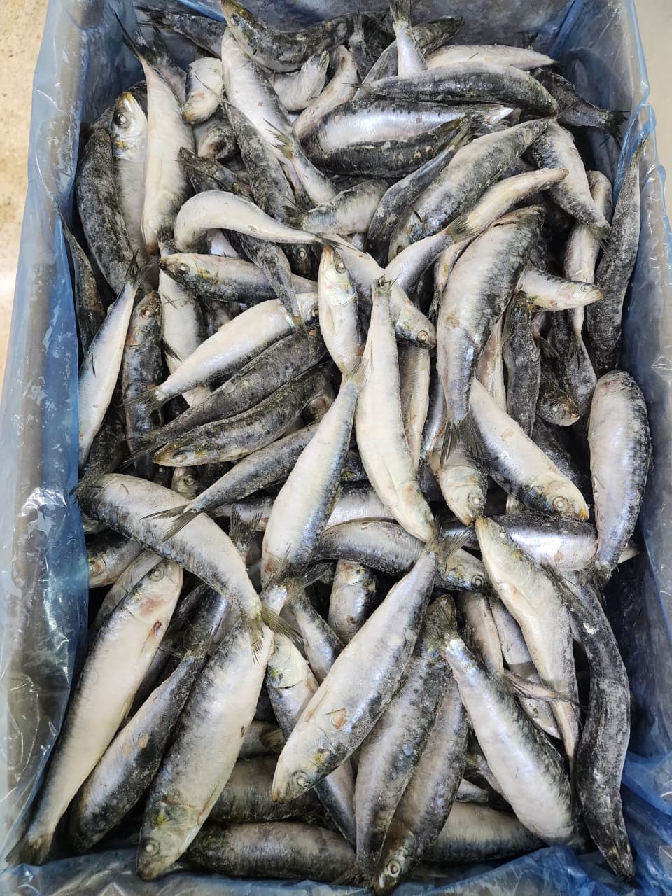 SARDINE 12
