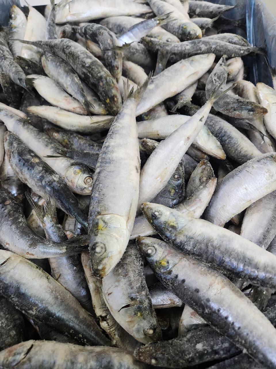 SARDINE 13