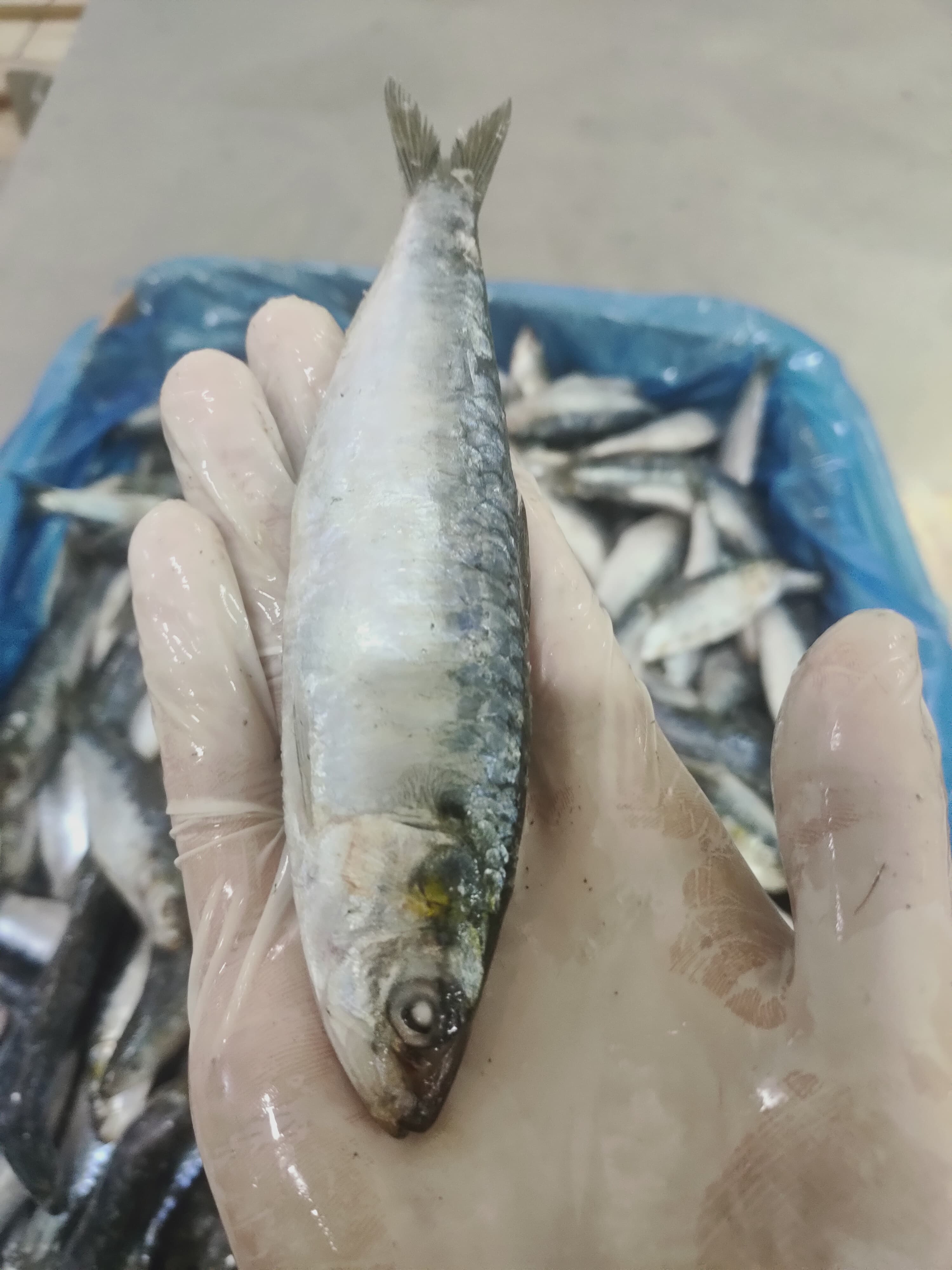 SARDINE 15