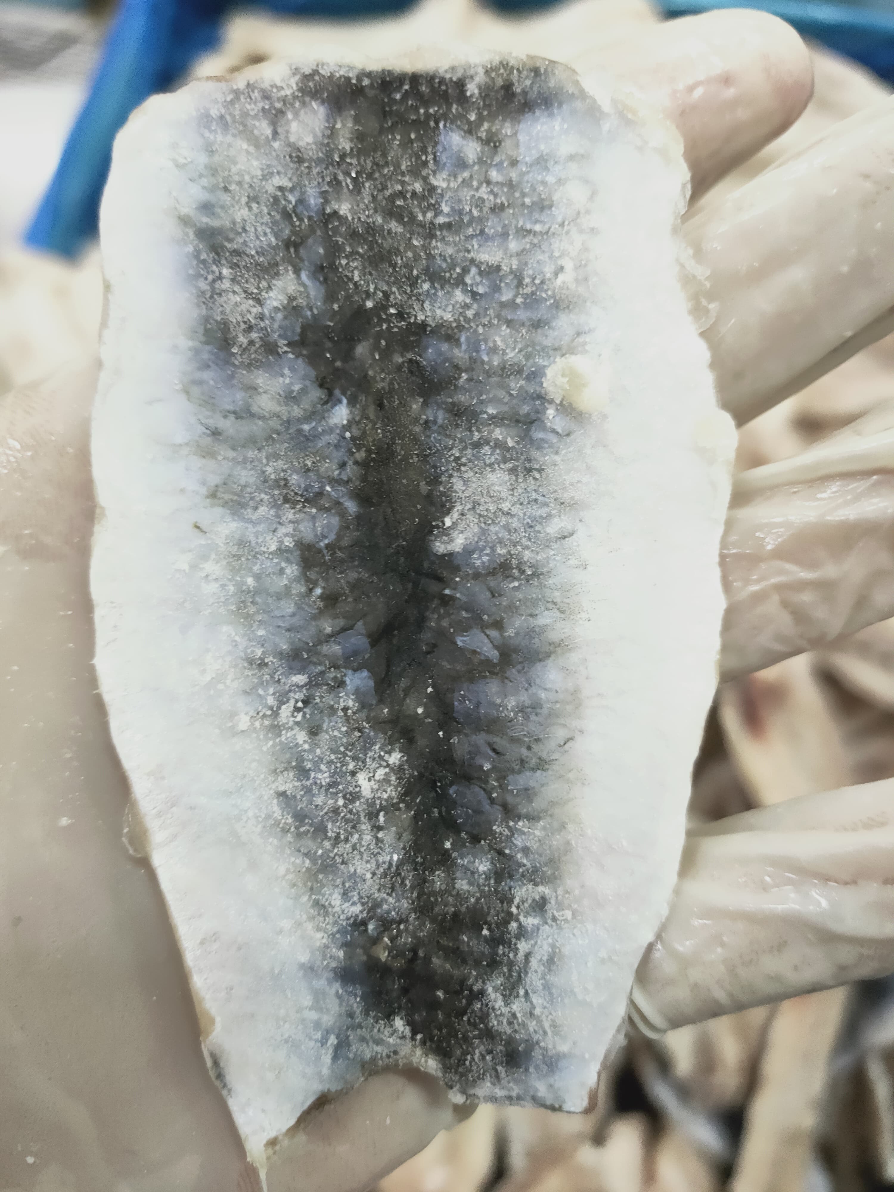 SARDINE 3