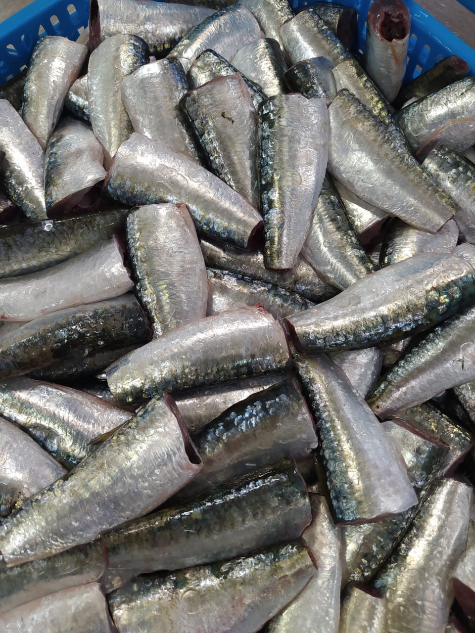 SARDINE 6