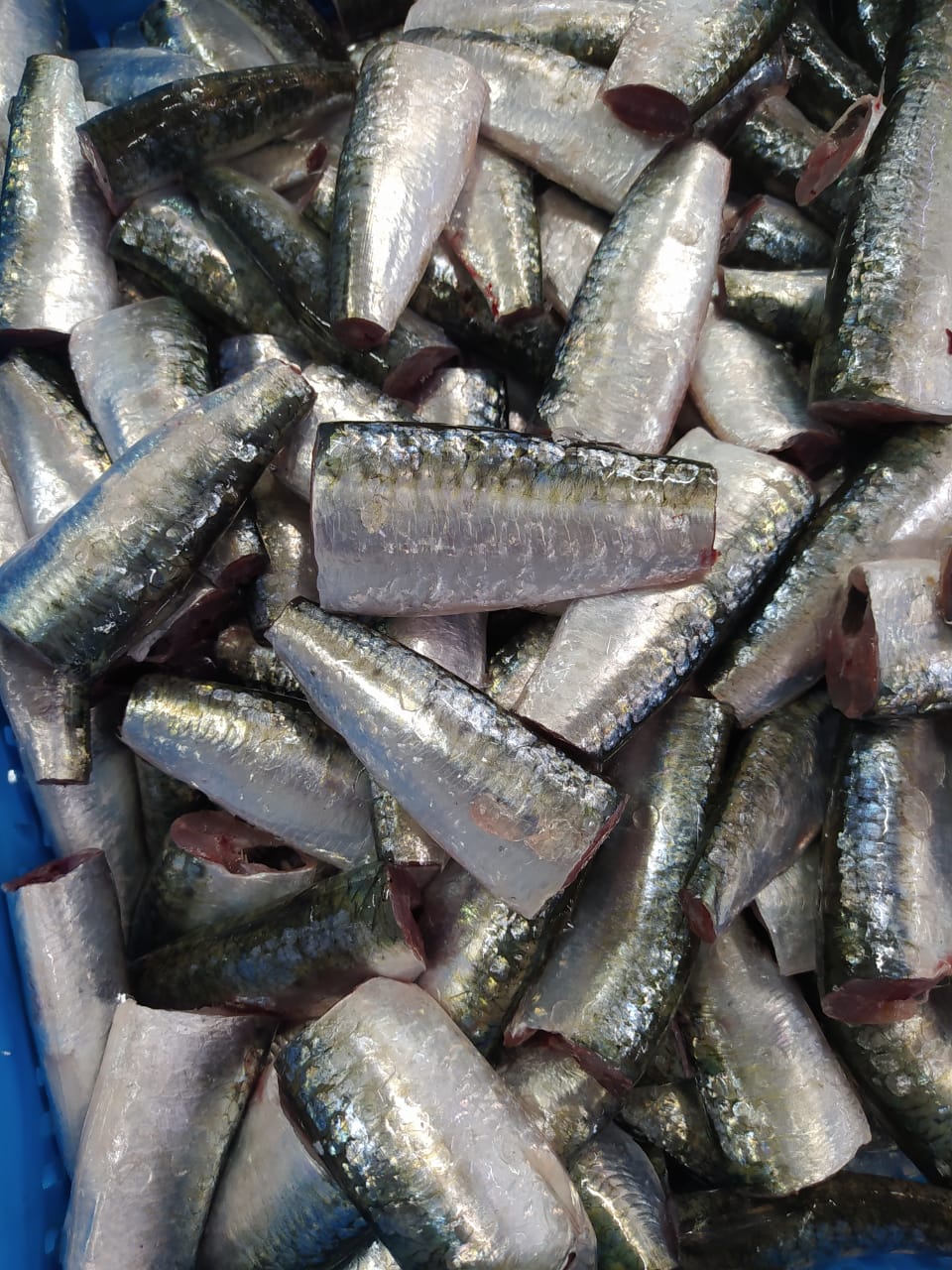 SARDINE 7