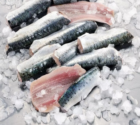 SARDINE 8