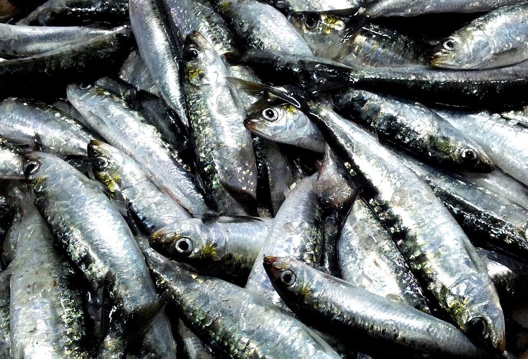 SARDINE