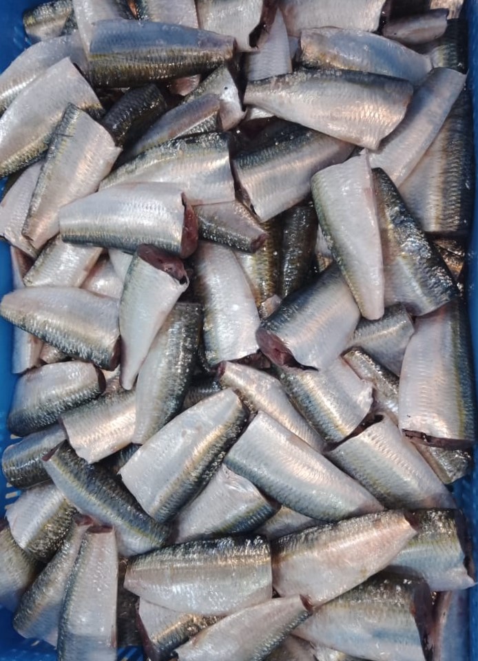 SARDINELLA - LATCHA