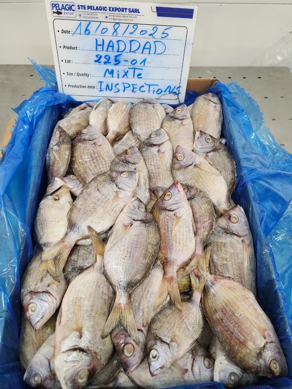 FROZEN SARGO NEGRO 1