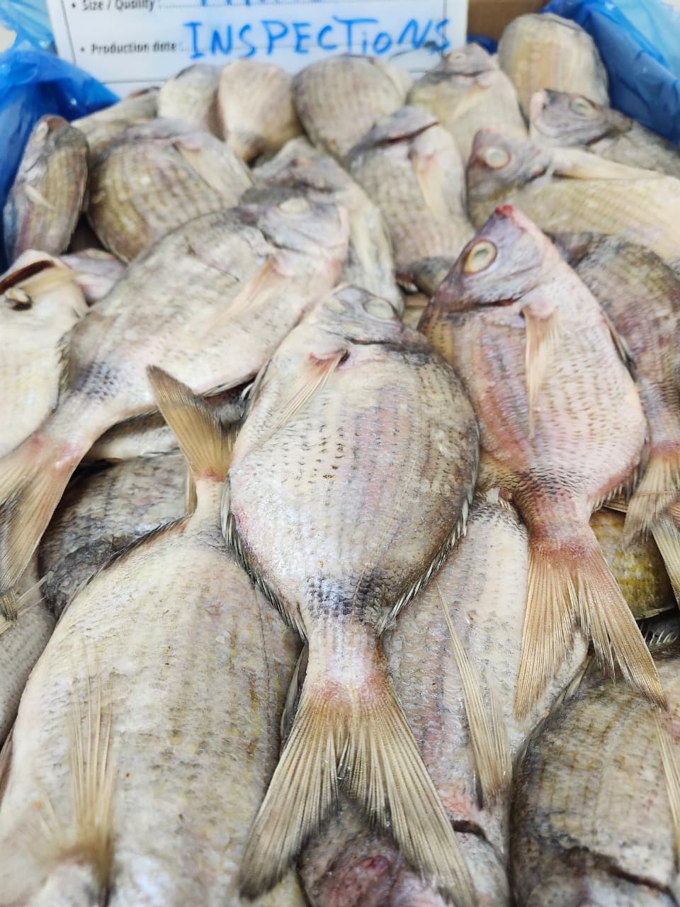 FROZEN SARGO NEGRO 2