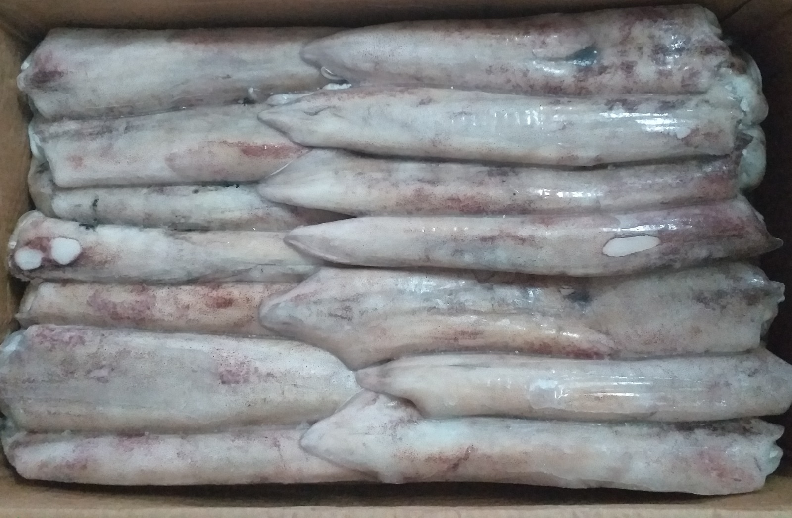 Frozen Squid